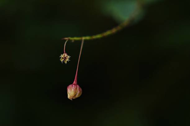 Two flowers with a stem is hanging from a leaf. The flower is pink and has a yellow center