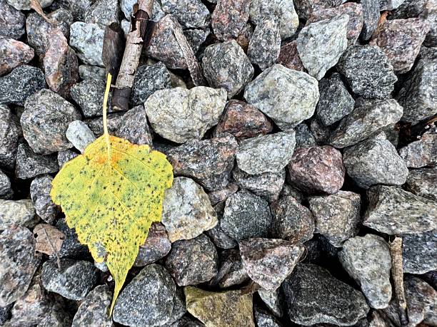 A single fallen yellow birch leaf rests delicately on a bed of small stones