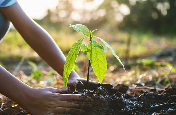 istock person is planting  tree in the dirt 2231762795