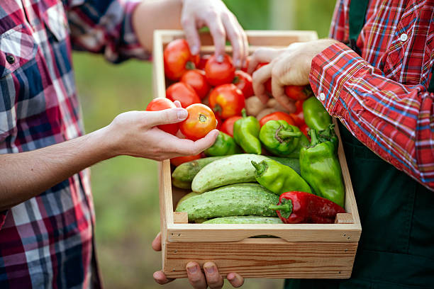 Close-up of two farmers inspecting homegrown vegetables on a farm stock photo
