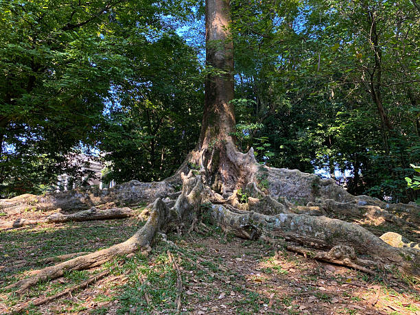 istock Forest floor with tree root, scattered dry leaves and moss. Koompassia excelsa tree big root 2231764518