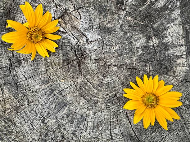 Two yellow flowers lying on textured wooden stump background in close up view