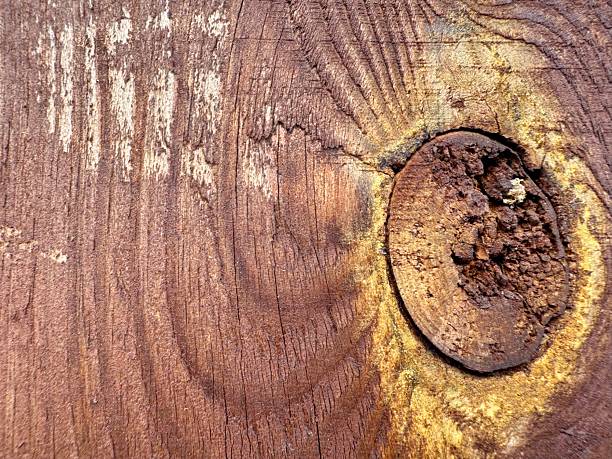 Detailed close up of old tree bark with natural cracks and rustic wooden texture