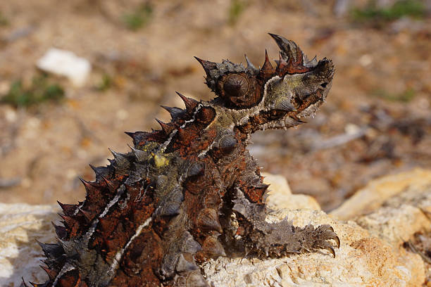 istock Thorny devil (Moloch horridus) with prominent spikes, ant-eating lizard in Western Australia, lateral view 2231766117