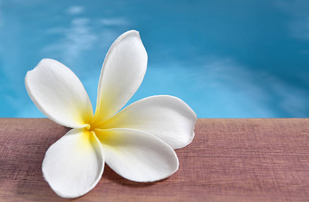 istock single white frangipani flower on poolside wooden deck by clear blue swimming pool 2231766638