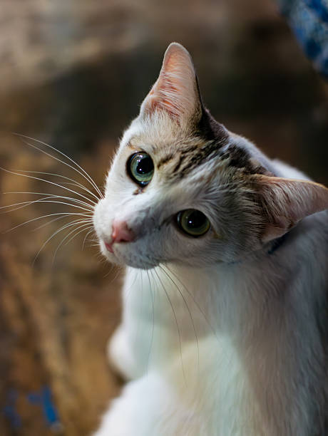 istock Cute White Cat Portrait with Subtle Markings on Head. 2231767658