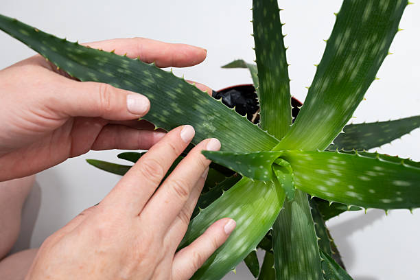 istock Hands Gently Examining an Aloe Vera Plant in a Home Setting During Daytime 2231767689