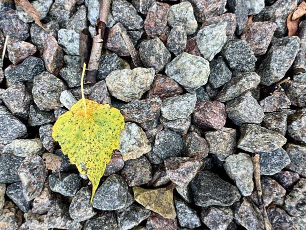 A single fallen yellow birch leaf rests delicately on a bed of small stones