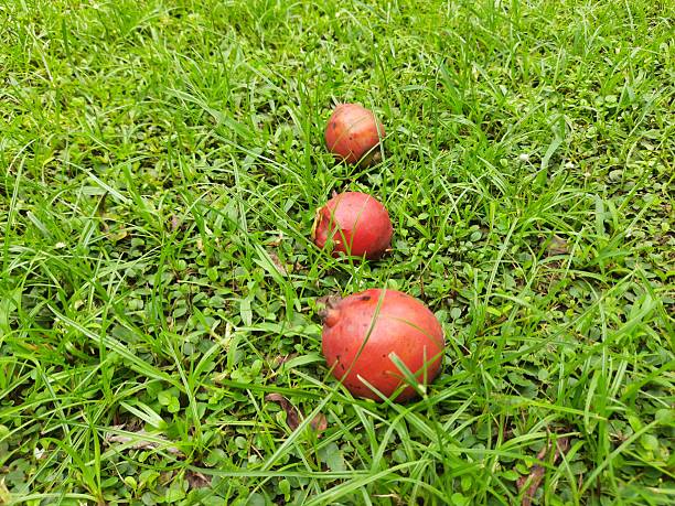 Bactris gasipaes fruits. Its common names Chontaduro fruit and Peach Palm fruit. It  is a species of palm native to the tropical forests of Central and South America.