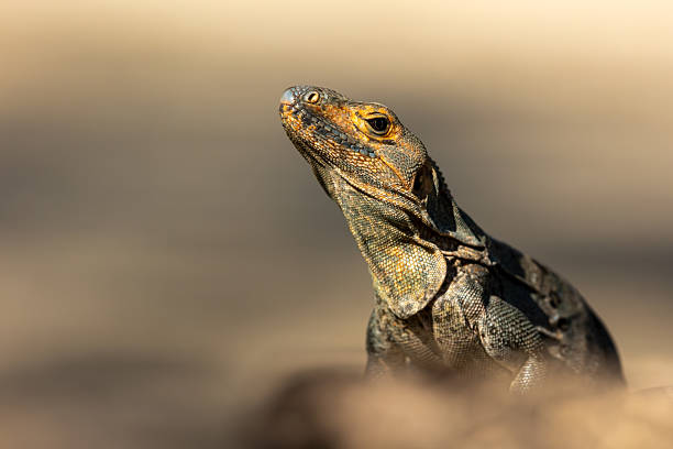 istock Close-up of a female black iguana (Ctenosaura similis) 2231773577