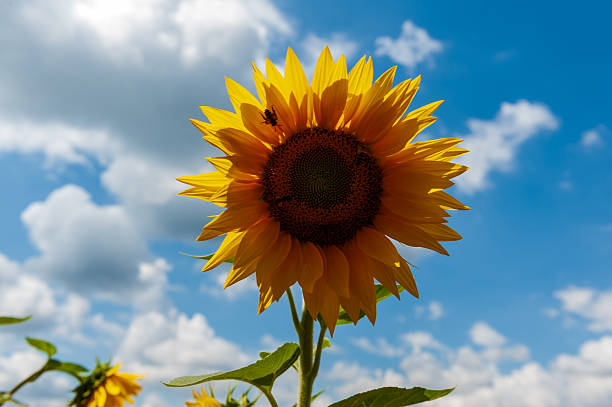 Telephoto of a sunflower in a field in the French Provence, near the town of Montagnac.