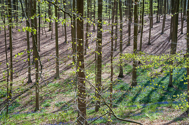 Exterior shot of bluebells flowering in the Hallerbos, in Flanders, on a beatiful spring afternoon in April