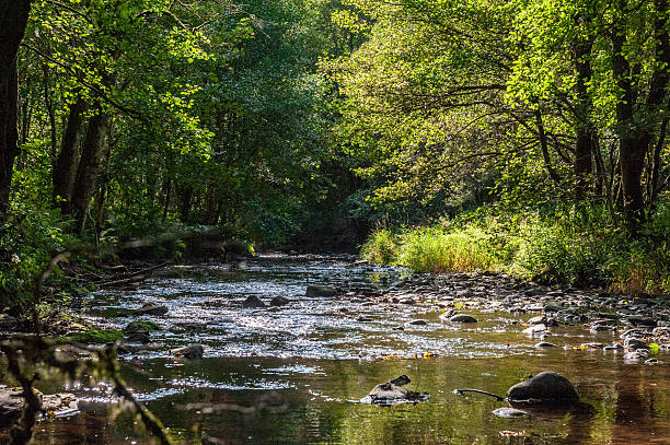 istock Outdoors in the Ardennes 2231773903