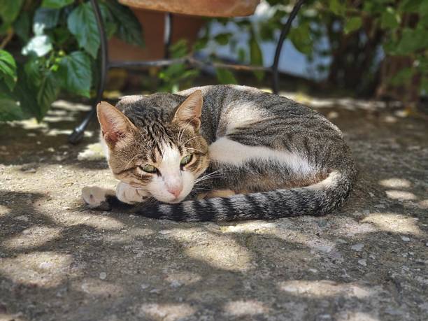 istock Tabby Cat Curled Up and Resting on Sunlit Stone Ground Outdoors 2231775143
