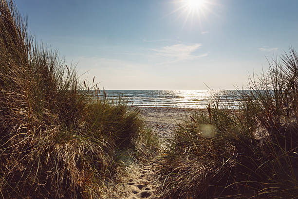 istock Beach grass at sunset on the Baltic Sea. 2231778358