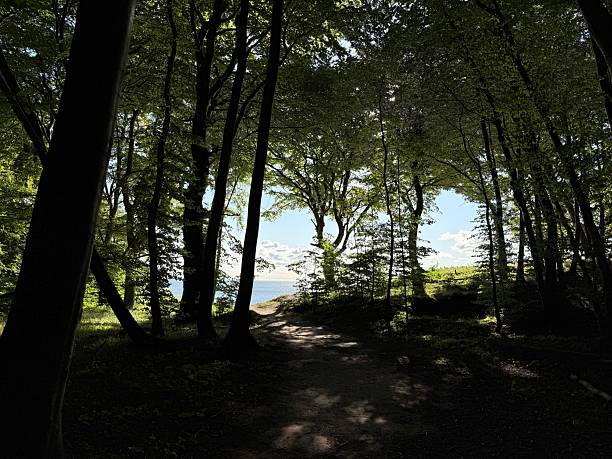 istock Jasmund Nationalpark - Ruegen 2231780209