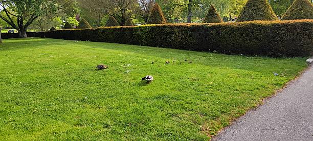 istock Duck family crossing green garden path 2231781234