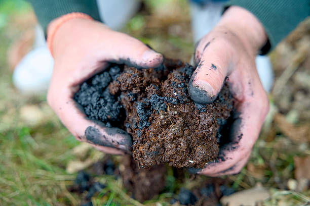 istock Adding biochar to soil for improving fertility and CO2 reduction. 2231781477