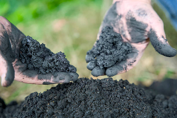 istock Adding biochar to soil for improving fertility and CO2 reduction. 2231781492