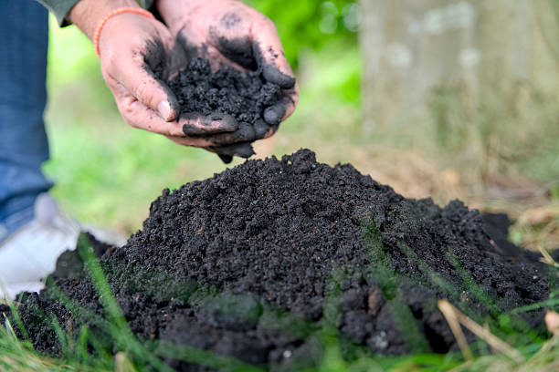 istock Adding biochar to soil for improving fertility and CO2 reduction. 2231781512