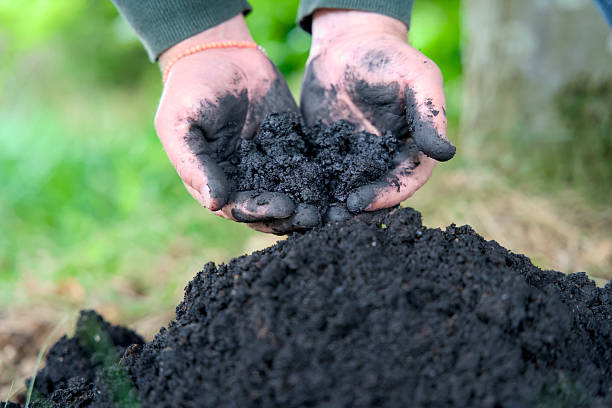 istock Adding biochar to soil for improving fertility and CO2 reduction. 2231781535