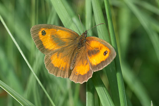 istock Closeup on a Gatekeeper or Hedge brown butterfly, Pyronia tithonus with spread wings 2231781977