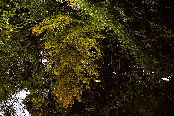 istock Tree reflection in canal water, Uppermill, Oldham, Lancashire, England, Britain 2231782056