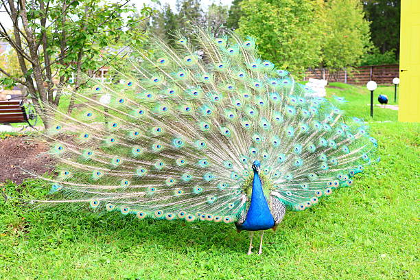 istock The peacock fluffed out its tail 2231782163