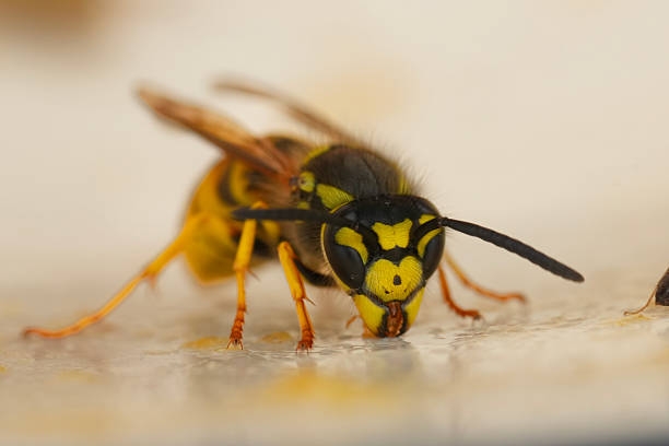 Wasp on golden rod,Eifel,Germany.