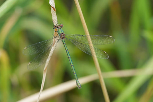 istock Closeup on a green willow emerald damselfly or spreading, Lestes Chalcolestes viridis 2231782410