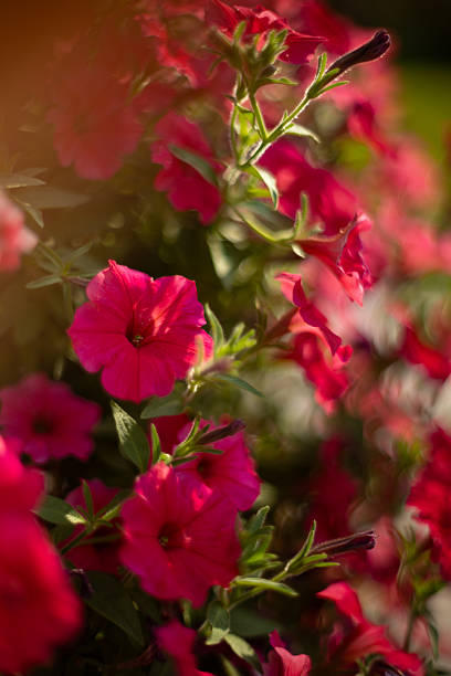 Hanging petunia, supertunia vista, colorful flowers, summer garden, plant growth, botany, variety. Pink flower color, background, wallpaper