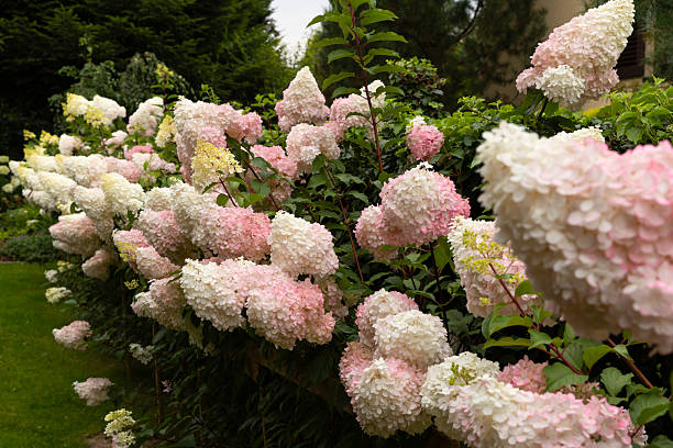 istock Beautiful Hydrangea paniculata 