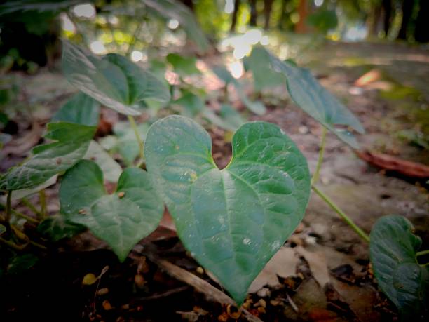 This photo showcases a close-up of vibrant green leaves against a blurred background, highlighting their natural beauty and creating a serene and captivating visual.