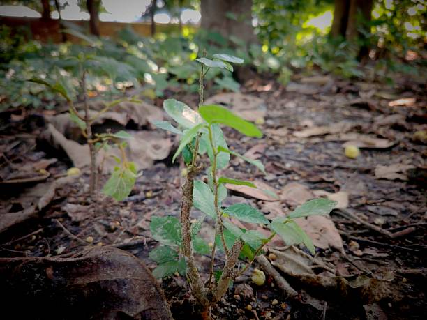 istock Small green plant  growing on the ground 2231783550
