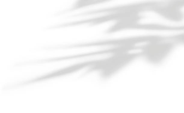 istock Abstract shadow overlay on white studio wall background from foliage on a transparent background, clipping path 2231784612