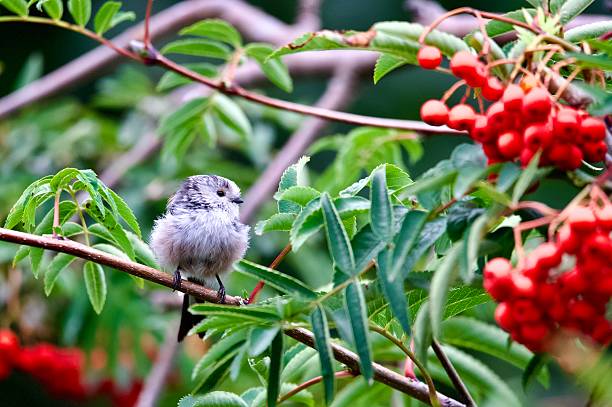 istock Long tailed tit woodland bird perched on berry covered branches 2231784847