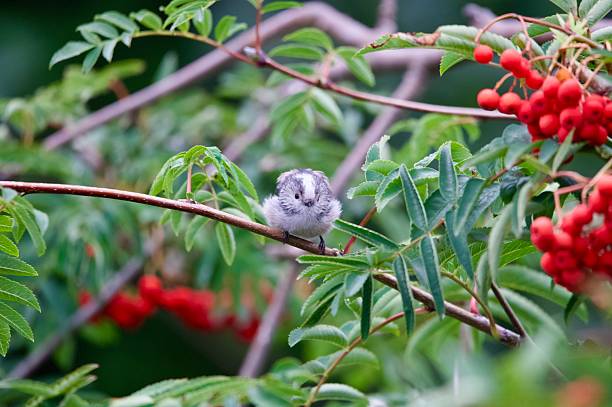 istock Long tailed tit woodland bird perched on berry covered branches 2231784854