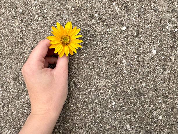 Human hand holding a bright yellow daisy flower on a gray stone textured surface