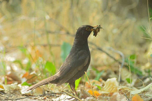 istock A common blackbird holds an insect in its beak 2231787357