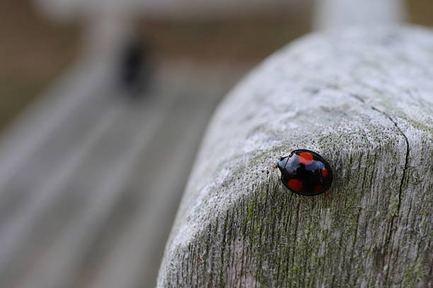 Ladybug walking alone on a concrete floor