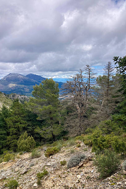istock Panoramic view on Yunquera and surrunding pine forest from Puerto Saucillo viewpoint, Sierra de las Nieves national park 2231788349