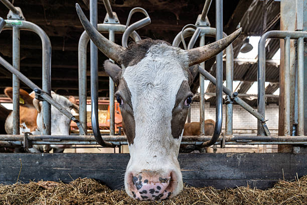 A close-up photo of a young white cow with black spots. The topic of animal husbandry, animal care and agriculture