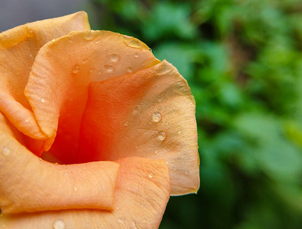 A beautiful macro shot of an orange rose petal covered in delicate water droplets. The soft texture of the petals and the fresh dewdrops create a natural and refreshing aesthetic, symbolizing love, beauty, and freshness. Perfect for floral photography, nature backgrounds, and artistic wallpapers.