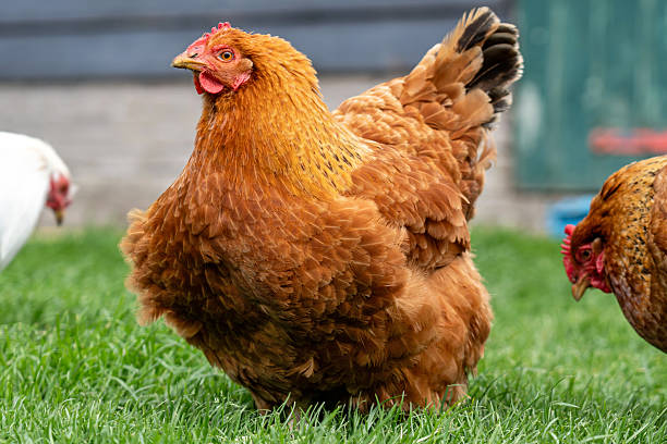 istock New Hampshire Red hen on farm 2231789463