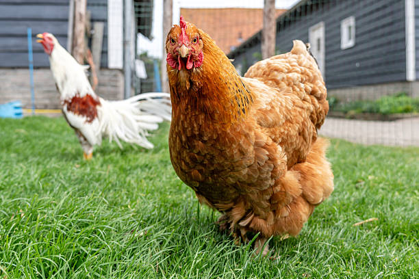 istock Orpington chicken hen on farm 2231789602