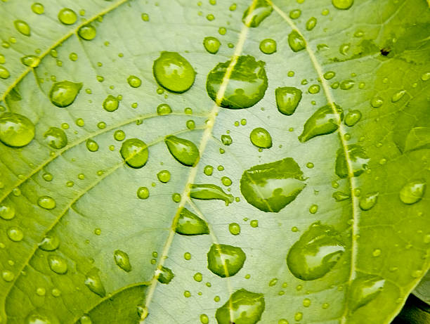 istock Fresh Green Leaf with Water Droplets Close-Up Wallpaper 2231789615