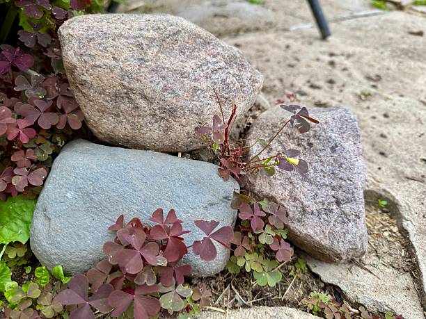 istock Stones with clover plants in garden 2231789902