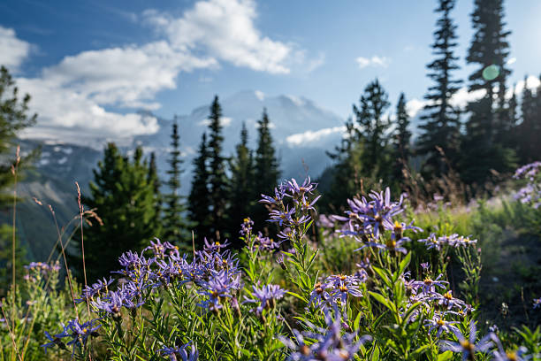 istock Snow-Capped Mount Rainier with Evergreen Forest, Pacific Northwest, USA 2231790691
