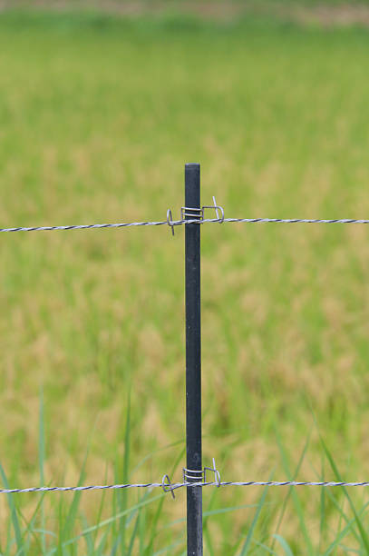 istock Electric fence surrounding a rice field 2231791762
