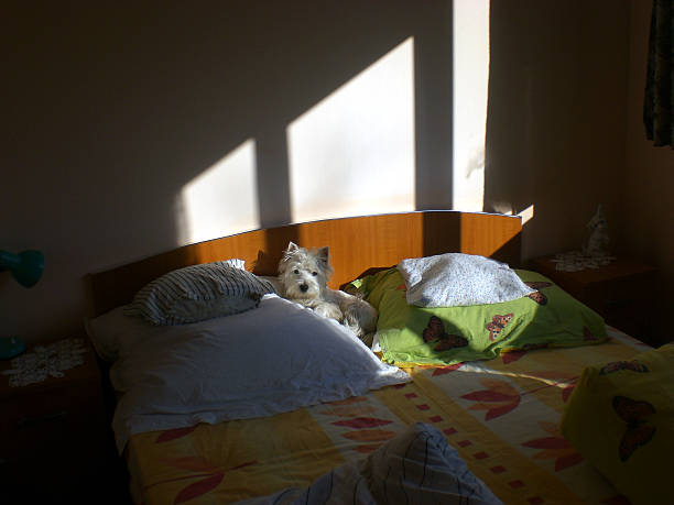 istock Small West Highland White Terrier or Westie on sunlit bed 2231793083